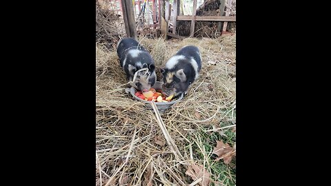 New Piglets for God's Little Acre! 🐖🐷🐽