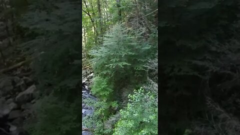Flying through the trees in Cloudland Canyon!