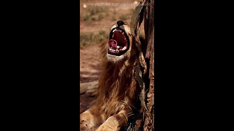 Lion Roar in Africa