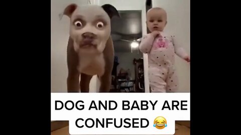 Dog was shook 😂funny animals video #cute & #funny - #dog - #video - #shorts