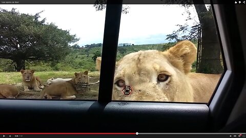Skillful Lion Opens the Door of Car