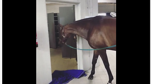 Horse participates in "What The Fluff" challenge