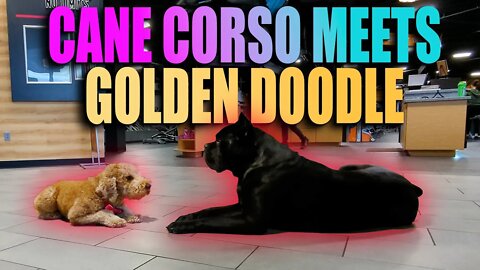Cane Corso Meets Golden Doodle RAW Video