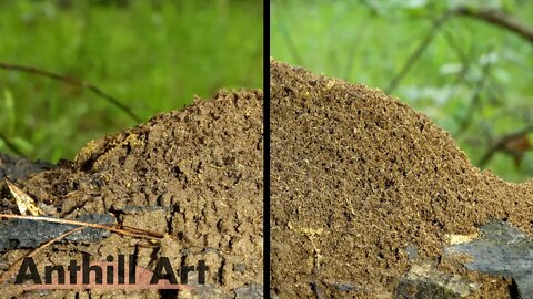 Timelapse: Fire Ant Hill on a Log in the Rain, Collapsing and Being Rebuilt