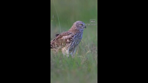 stunning Marsh harrier|2