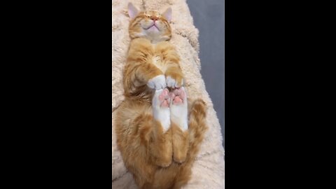 Sleeping kitty 😹💤Please Follow me