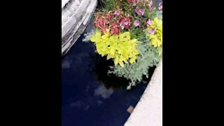 Garden fountains