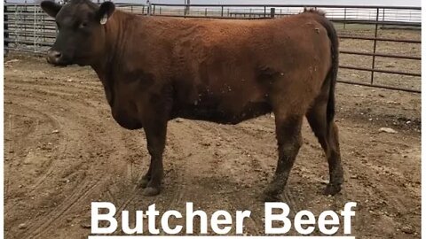 Butcher Beef Feed Out | Finishing Beef Cattle | Cankles | Hashknife Ranch