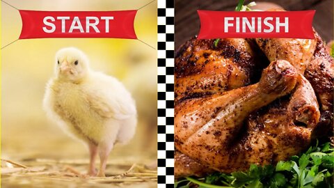 How To Raise Your OWN Meat Birds - Start To Finish
