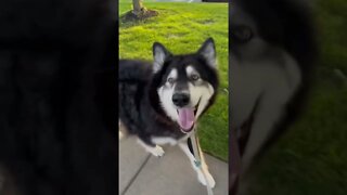 Alaskan husky refuse to walk home, once he got the ice cream