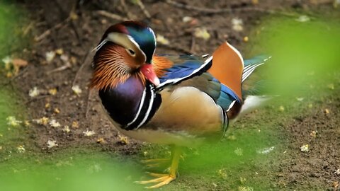 Mandarin duck cleaning his feather beautiful birds aix galericulata male canard