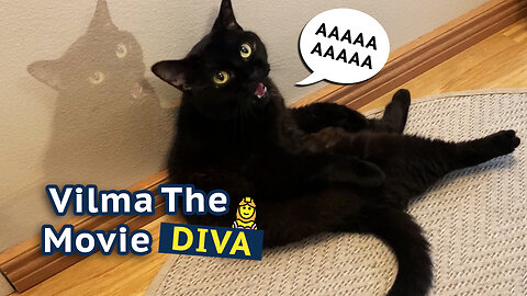 Vilma The Movie Diva Cat