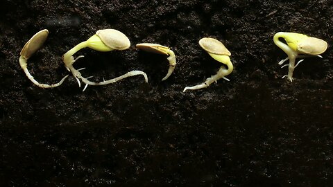 seed growing to plant timelaps