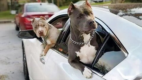 Any problems, dude? Funny videos with Pitbull dogs
