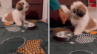 Hungry Shih Tzu Shows Off His Adorable Tricks