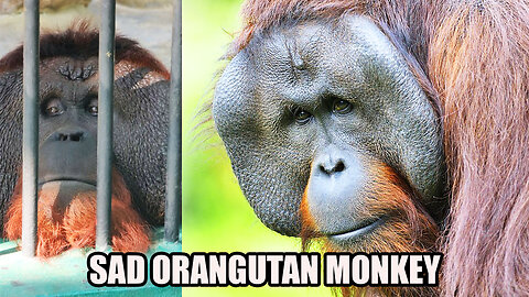 Sad orangutan Monkey re-memorizing past