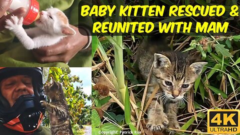 Baby kitten Jewel rescued and REUNITED with her mother!