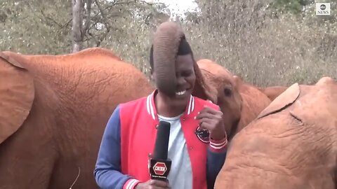 The Most Memorable Live Broadcast Interruptions By Baby Elephants