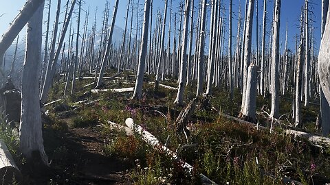 Officially Entering GORGEOUS Mount Hood Wilderness! | Mazama Trail | Timberline Loop | 4K | Oregon