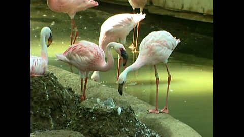 Fun Flamingo Facts