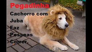 Pegadinha Cachorro Leão