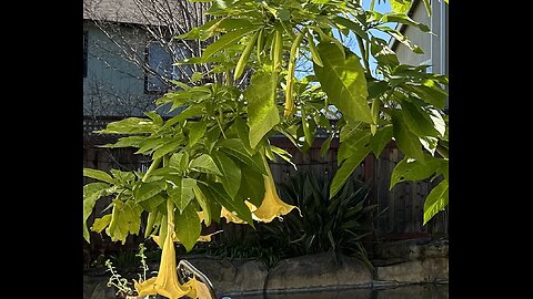 Happy Blooming 'Angle's Trumpet'... (Bragmancia) in Northern California