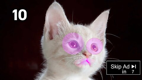 Makeup for Cats?