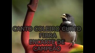 CANTO COLEIRO CURTO FIBRA ENCARTE DE CAMPEÃO