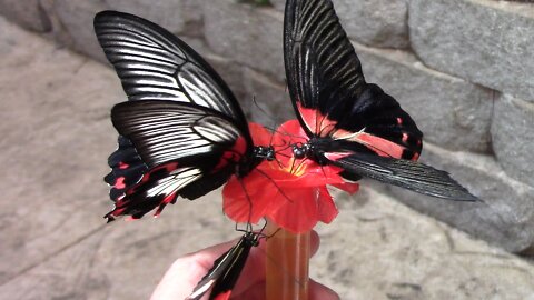 Feeding Butterflies By Hand At The Butterfly Palace - Branson MO