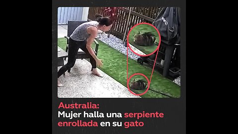 Familia encuentra una pitón enrollada en su gato en Australia