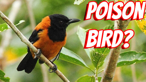 The Deadly The Hooded Pitohui!