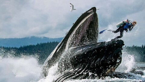 How to Survive Getting Swallowed by a Whale (Survival Stories)