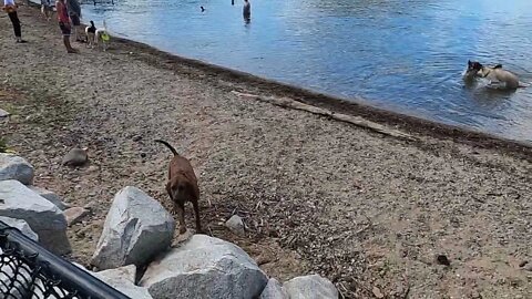 Making Friends at the Dog Beach.