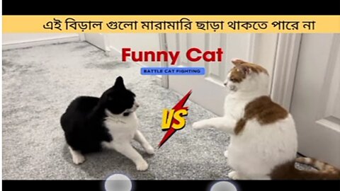 #cats #funnycats #cutecat #shorts
