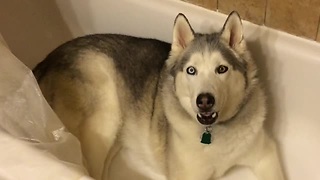 Whiny Stubborn Husky Won’t Leave The Bathtub