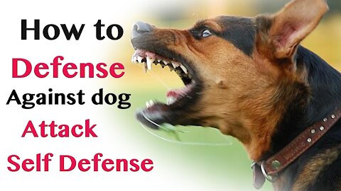 How to defend against a dog - Self defense against dog attack