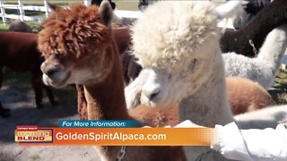 Golden Spirit Alpaca Ranch | Morning Blend