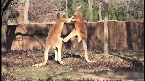 Kangaroos Kickboxing! Amazing! Wouldn't Want To Be In A Fight These Guys!