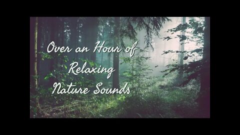 Relaxing Nature sounds | Sounds from the Woods in Europe | Over an hour of Relaxation sounds