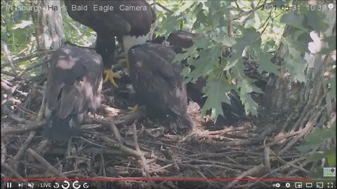 Hays Eagles Dad brings catfish Mom feeds hungry H13 H14 H15 53121 10:35AM