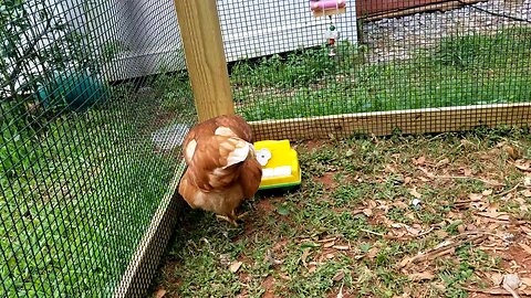 Chickens playing toy piano