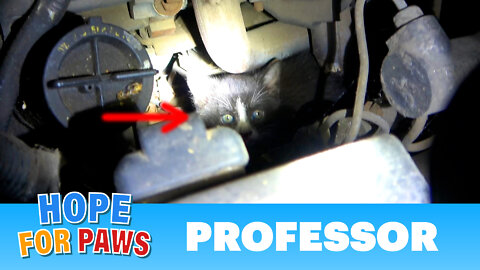 Kitten hides in an engine to find warmth on a cold winter night.