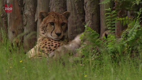 Fluffy German Cheetah Cubs