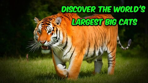 Biggest Cats in the Wild- Top 10 Majestic and Massive Felines