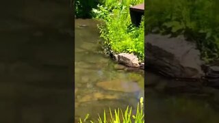 Baby turtles having a swim