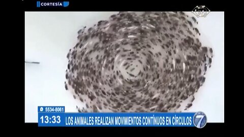 El extraño comportamiento de los animales se lo están achacando a una bacteria