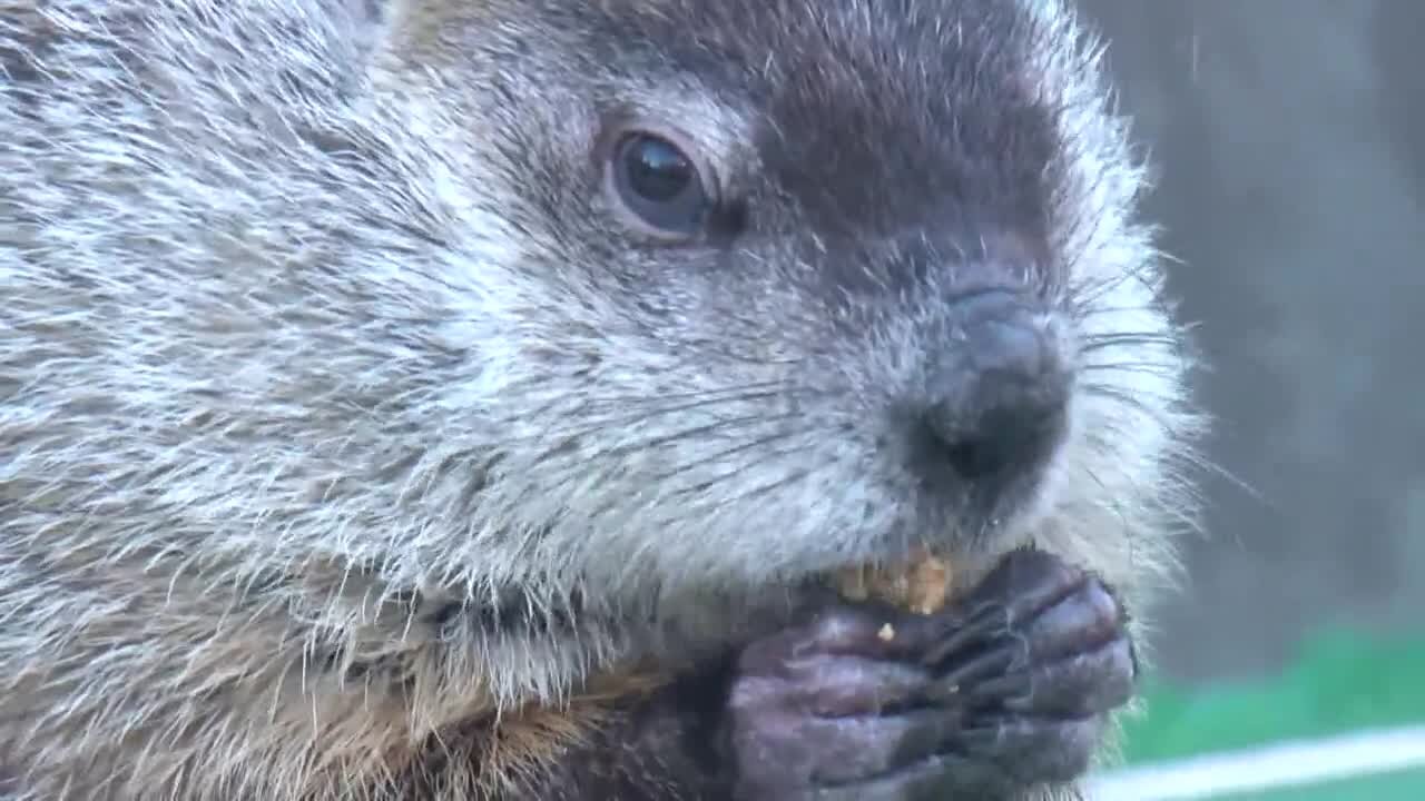 Gordy the Groundhog has died, Milwaukee County Zoo announced