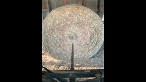 Bobcat ● Skidsteer S570 loading hay and making some Texas cows happy