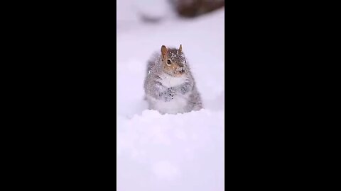Animal in Cool Weather, Nature, Snowing