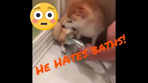 Funny Cats and Dogs Video Vines Try Not to Laugh